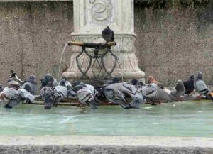Tauben an einem Brunnen